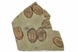 Wide Cluster Of Six Large Asaphid Trilobites - Antennae Preserved #359411-1